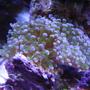 corals inverts - euphyllia paradivisa - frogspawn coral stocking in 75 gallons tank - frogspawn coral