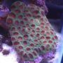 corals inverts - favites sp. - red & green favites brain coral stocking in 75 gallons tank - closed brain coral