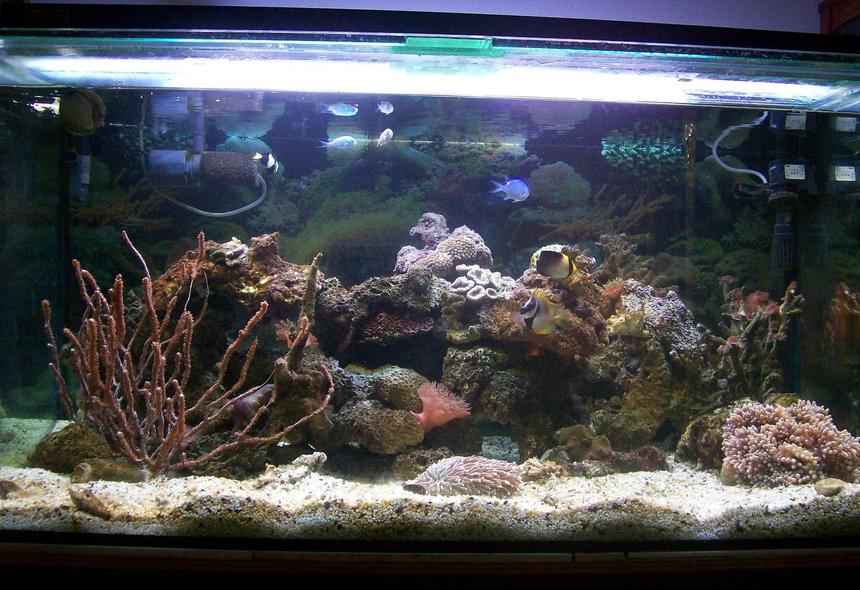 Rated #173: 95 Gallons Reef Tank - "Reef Under Construction"
