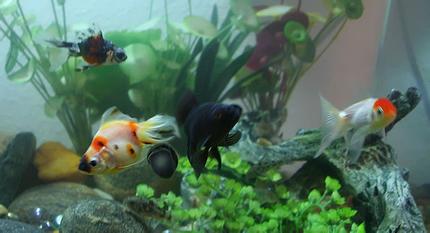 freshwater fish - carassius auratus - red cap oranda goldfish stocking in 72 gallons tank - various fancy goldfish