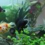 freshwater fish - carassius auratus - red cap oranda goldfish stocking in 72 gallons tank - various fancy goldfish