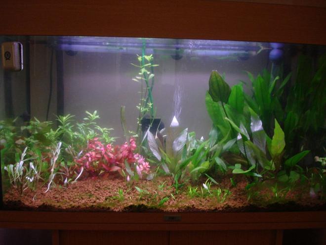29 gallons planted tank (mostly live plants and fish) - Second hand juwel rio 125, 80cm long
using standard t8 light bulbs 2 x 20watt. lights are on for 10 hours a day.
running a tetratec ex1200 external filter and a 150watt heater. using akadama substrate a specialist bonsai substrate high in nutrients, using pressurized co2 and dosing Tropica plant Nutrition +.

had the tank set up for a 2 weeks and i will prune once every 2 weeks.