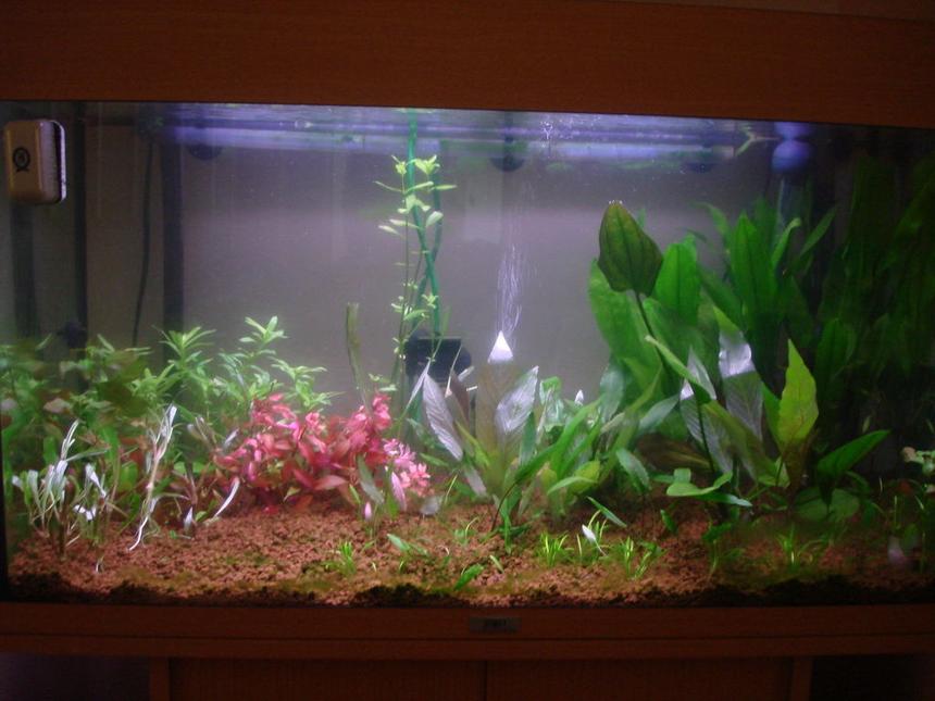 Rated #1878: 29 Gallons Planted Tank - Second hand juwel rio 125, 80cm long
using standard t8 light bulbs 2 x 20watt. lights are on for 10 hours a day.
running a tetratec ex1200 external filter and a 150watt heater. using akadama substrate a specialist bonsai substrate high in nutrients, using pressurized co2 and dosing Tropica plant Nutrition +.

had the tank set up for a 2 weeks and i will prune once every 2 weeks.