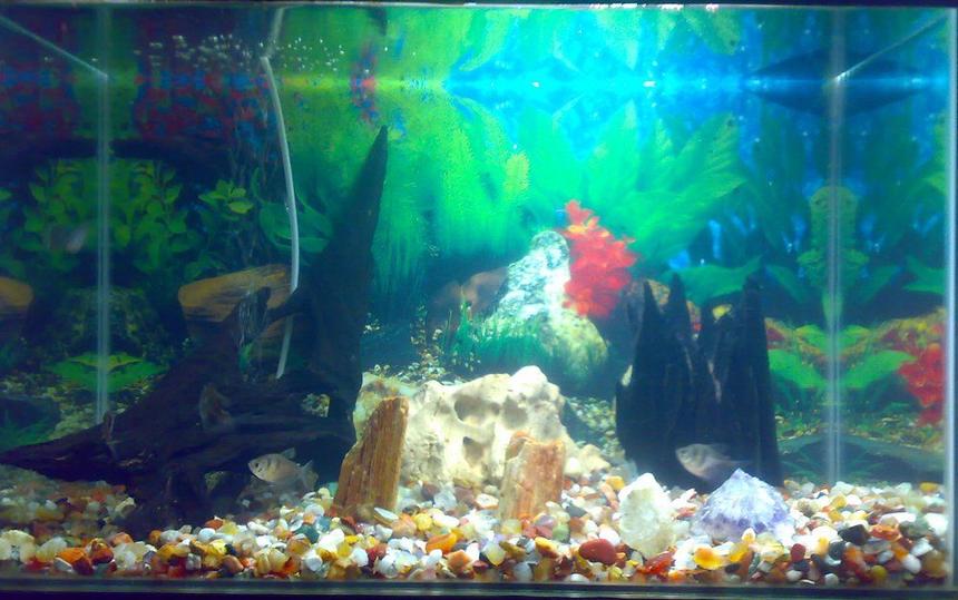 Rated #4274: 40 Gallons Freshwater Fish Tank - MY FIRST TANK JUST THE BEGINNING