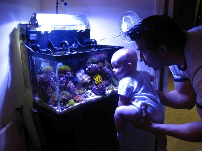 75 gallons reef tank (mostly live coral and fish) - Future aquarist?..or..Whatever dad.