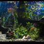 150 gallons planted tank (mostly live plants and fish) - 150 Gallon Freshwater Aquarium