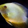 freshwater fish - heros serverus - green severum stocking in 150 gallons tank - Green Severum