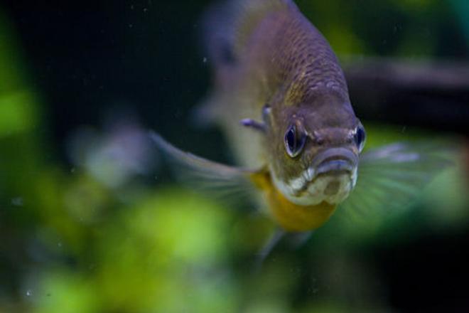 freshwater fish - lepomis macrochirus - bluegill stocking in 150 gallons tank - Blue- gill