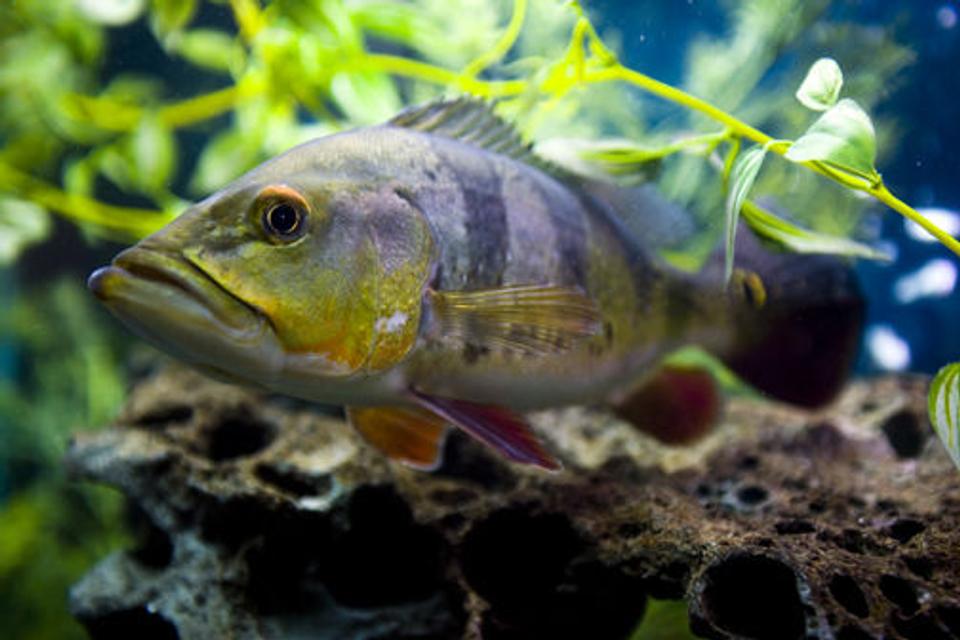 freshwater fish - cichlia ocellaris - peacock bass (ocellaris) stocking in 150 gallons tank - Peacock Bass