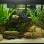 125 gallons planted tank (mostly live plants and fish) - 125 gallon