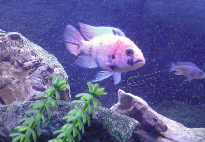freshwater fish - aulonocara nyassae var. - peacock cichlid, orange blossom stocking in 55 gallons tank - O.B. Peacock with one of the baby cobalt blue zebras in the background.