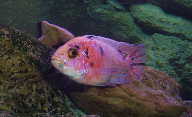 freshwater fish - aulonocara nyassae var. - peacock cichlid, orange blossom stocking in 55 gallons tank - Another pic. of my Peacock