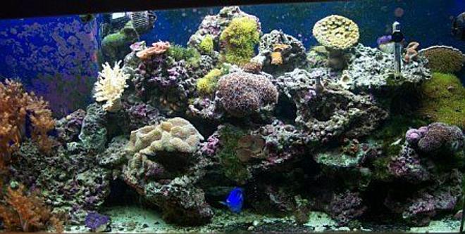75 gallons reef tank (mostly live coral and fish) - full tank view