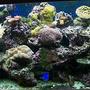 fish tank picture - full tank view