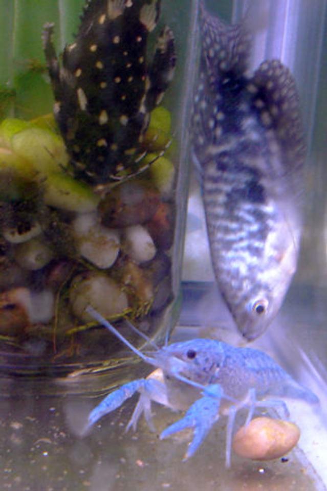 freshwater fish - trichogaster trichopterus - opaline gourami stocking in 55 gallons tank - This opaline gourami has a death wish. (Note: this is my quarantine tank, thus the strange combination of tank-mates. The crawfish is new and the gourami just doesn't have a permanent home yet, since he's so mean to everyone I've tried to put him with.)