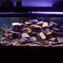 75 gallons freshwater fish tank (mostly fish and non-living decorations) - 75 gallon malawi cichlid tank
