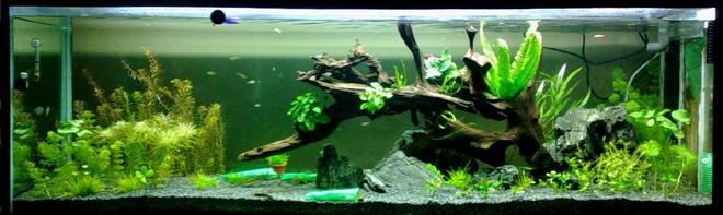 164 gallons planted tank (mostly live plants and fish) - Tank under scaping .... Sept 2008
