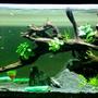 164 gallons planted tank (mostly live plants and fish) - Tank under scaping .... Sept 2008