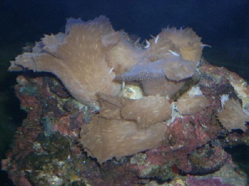 Rated #92: Corals Inverts - Rhodactis Sp. - Lavender Mushroom Stocking In 12 Gallons Tank - My Lavander coral--