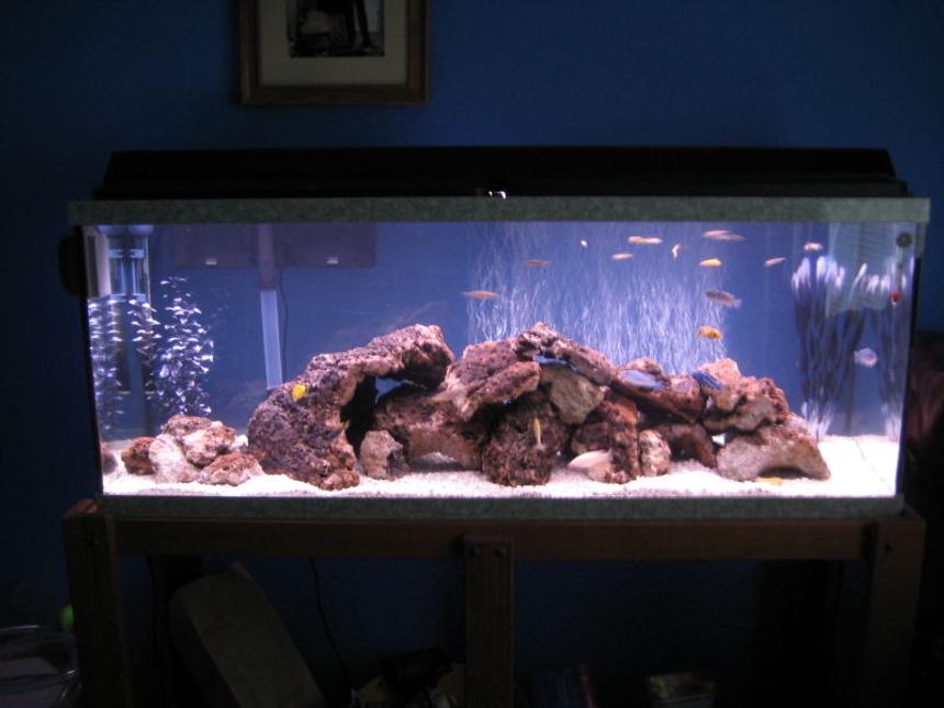 Rated #64: 55 Gallons Freshwater Fish Tank - My 55 Cichlid tank