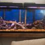 55 gallons freshwater fish tank (mostly fish and non-living decorations) - new setup