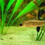 freshwater fish - balantiocheilus melanopterus - bala shark stocking in 26 gallons tank - My Shark