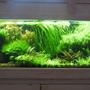 fish tank picture - This is the same tank that was trimmed out. This is 2 months later after it grew in!! no co2!!