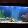 90 gallons freshwater fish tank (mostly fish and non-living decorations) - 1 Green severum, 2 african chiclids,2 plecos,3 tin foil barb, 2 damios, and 1 peacock eel..