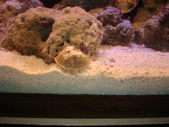 corals inverts - limulus polyphemus - horseshoe crab stocking in 29 gallons tank - crab