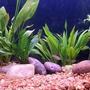 freshwater fish - danio rerio - gold longfin danio stocking in 45 gallons tank - pic of amazon swords and zebra danios