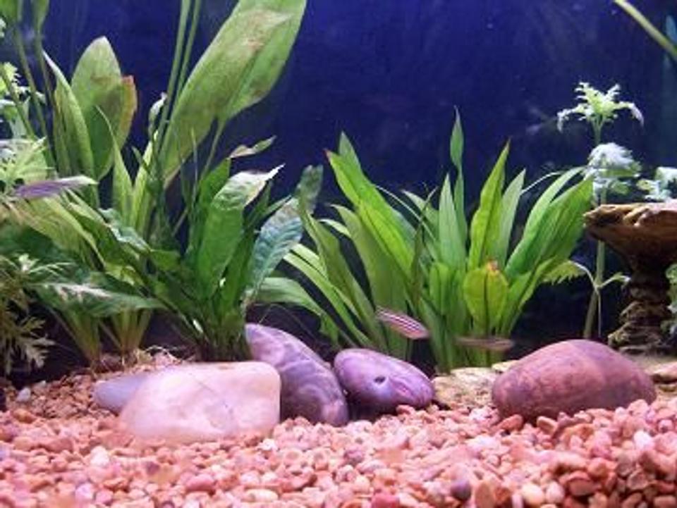 freshwater fish - danio rerio - gold longfin danio stocking in 45 gallons tank - pic of amazon swords and zebra danios