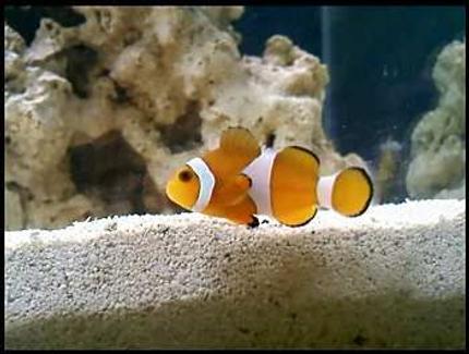 saltwater fish - amphiprion percula - true percula clownfish stocking in 60 gallons tank - picture of my false percular fish close up