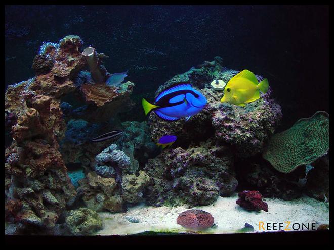 75 gallons reef tank (mostly live coral and fish) - 75 gallon reef starting to recover from total coral loss 2 months ago.