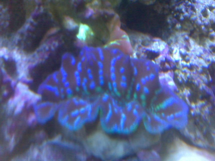 Rated #78: Corals Inverts - Tridacna Crocea - Crocea Clam Stocking In 95 Gallons Tank - crocea clam