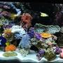 60 gallons reef tank (mostly live coral and fish) - 12/08 - Updated tank picture - with 31 different fish!!! We have added even more fish to our tank - We break all the rules and yet they still live