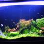 80 gallons planted tank (mostly live plants and fish) - Front view after 2 months