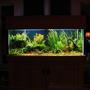 fish tank picture - 75g planted low tech No cO2 just lights, filter, and heater!! Little dark once I posted it.