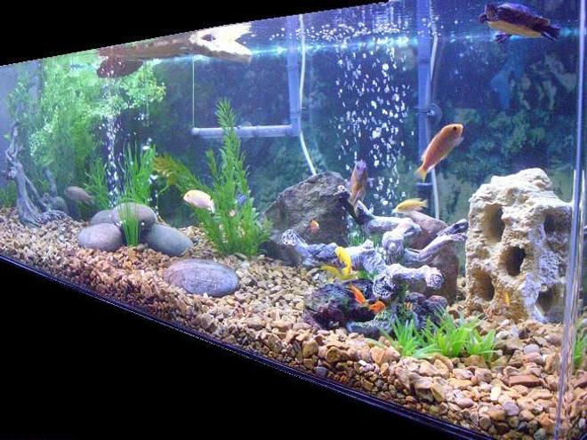 225 gallons freshwater fish tank (mostly fish and non-living decorations) - 225 turtle/fish