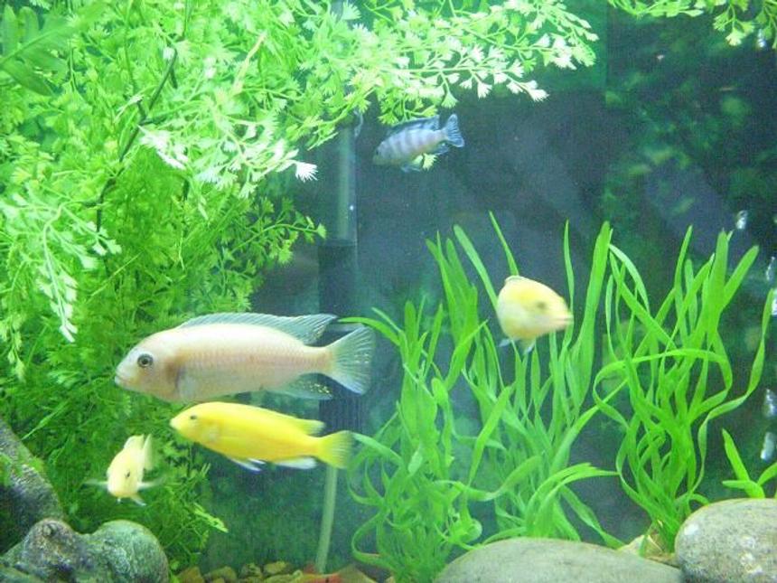 Rated #1535: Freshwater Fish - Sciaenochromis Fryeri Albino - Albino Electric Blue Cichlid Stocking In 225 Gallons Tank - cichlids