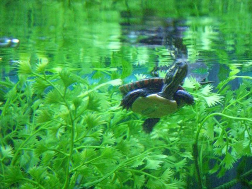 Rated #75: Corals Inverts - Trachemys Scripta Scripta - Yellow Belly Slider Turtle Stocking In 225 Gallons Tank - 1 of 6 hatchling eastern painteds