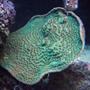 corals inverts - turbinaria peltata - cup coral, pagoda stocking in 75 gallons tank - Green Pagoda Cup
