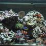 55 gallons reef tank (mostly live coral and fish) - my new 40 breeder about a month old