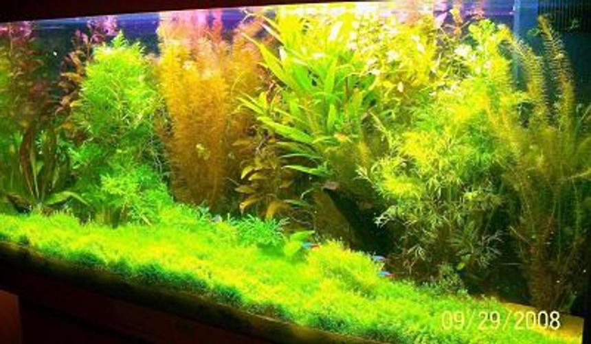 Rated #21: 66 Gallons Planted Tank - juwel tank