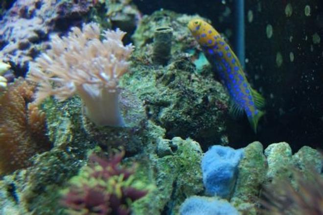 saltwater fish - opistognathus rosenblatti - jawfish, blue dot stocking in 60 gallons tank - Big mouth spotted jawfish (We call Blue)