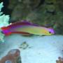 saltwater fish - nemateleotris decora - firefish, purple stocking in 60 gallons tank - Purple fire fish