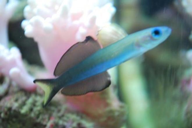 saltwater fish - ptereleotris evides - scissortail dartfish stocking in 60 gallons tank - Scissortail goby