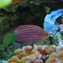 saltwater fish - pseudocheilinus hexataenia - six line wrasse stocking in 60 gallons tank - Six line wrasse