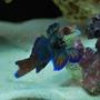 saltwater fish - synchiropus splendidus - green mandarin stocking in 60 gallons tank - Mandarin goby