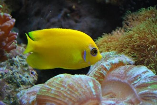 saltwater fish - centropyge flavissima - lemonpeel angelfish stocking in 60 gallons tank - Lemon Peel (We call Mercedes)