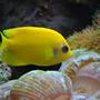 saltwater fish - centropyge flavissima - lemonpeel angelfish stocking in 60 gallons tank - Lemon Peel (We call Mercedes)
